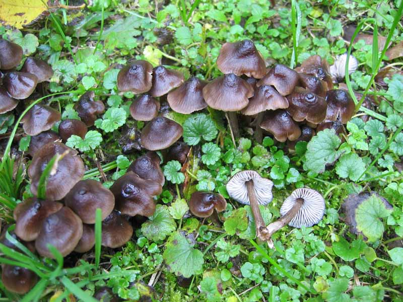 Hygrocybe unguinosa ??
